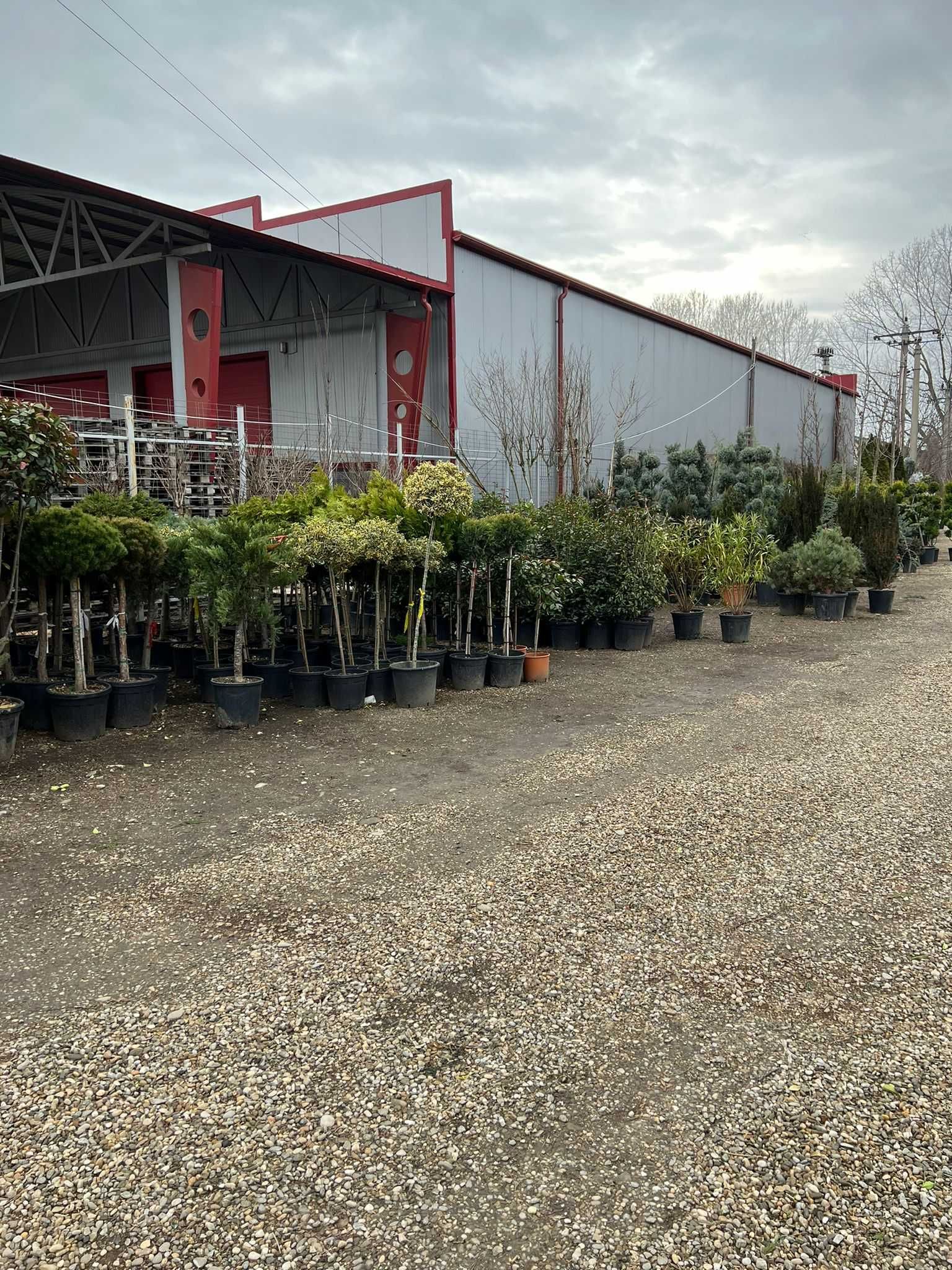 Plante Ornamentale Oriunde in tara calitate extra !