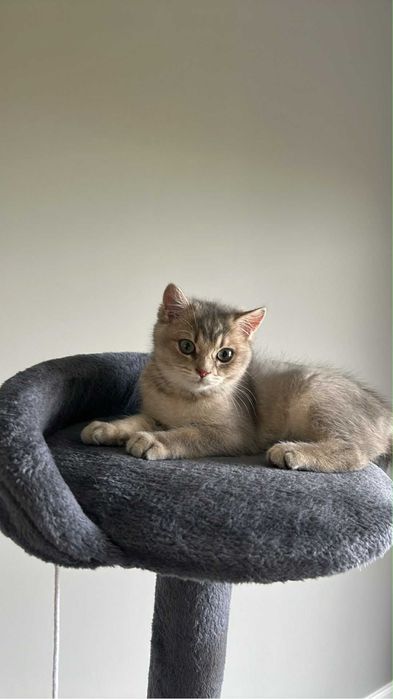 British shorthair rasa pura