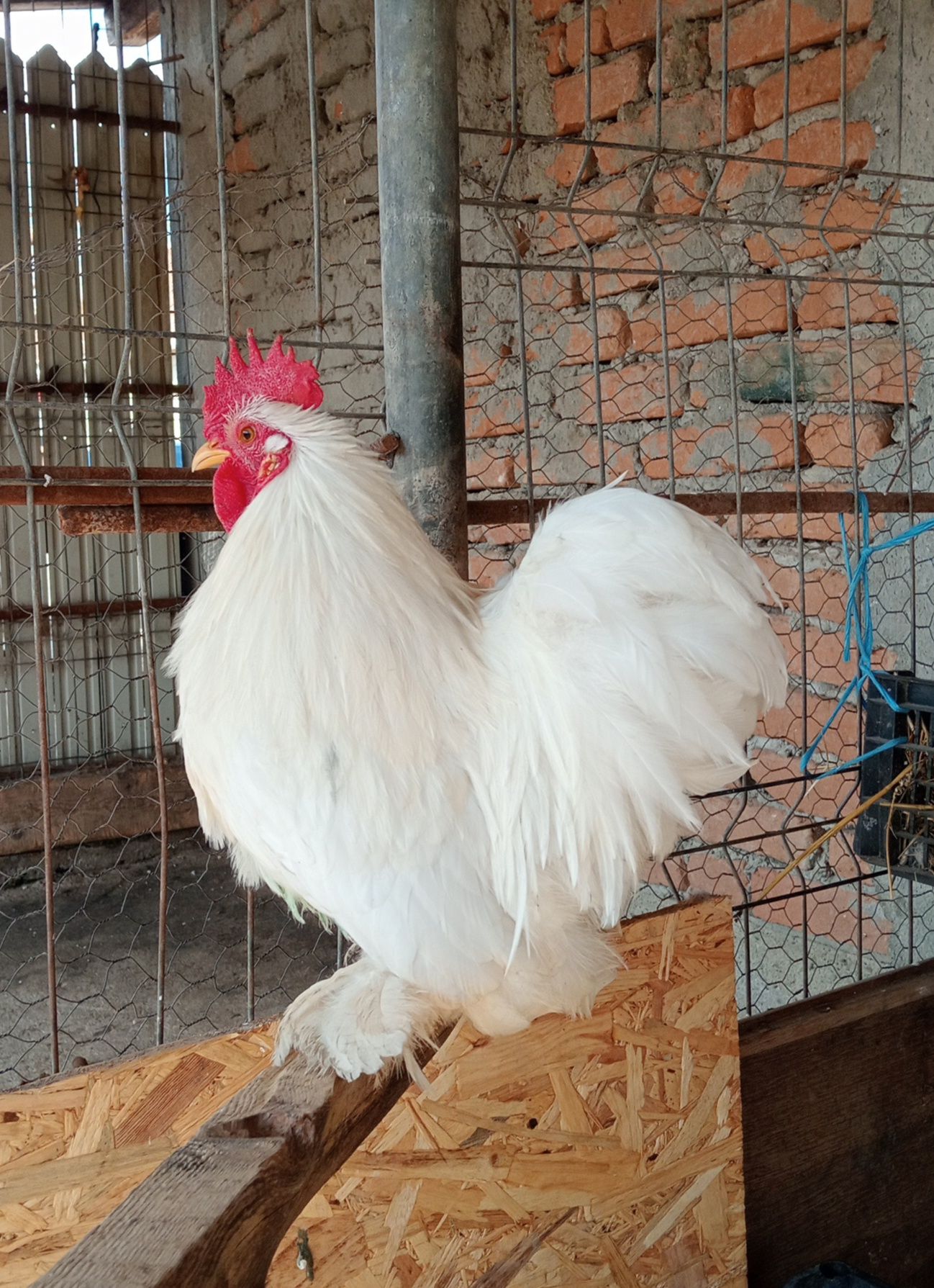 Vând cocoșel cochinchina pitic