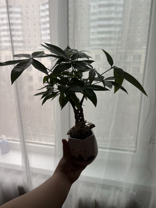 Продам комнатное дерево Пахира