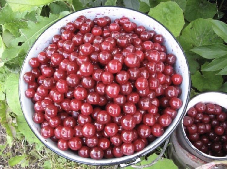 Домашняя вишня. Сортировка.