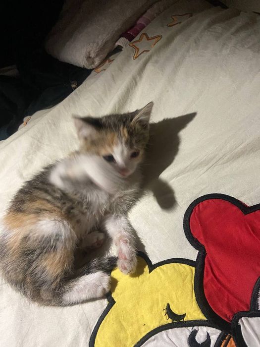 Отдам дарм кошка