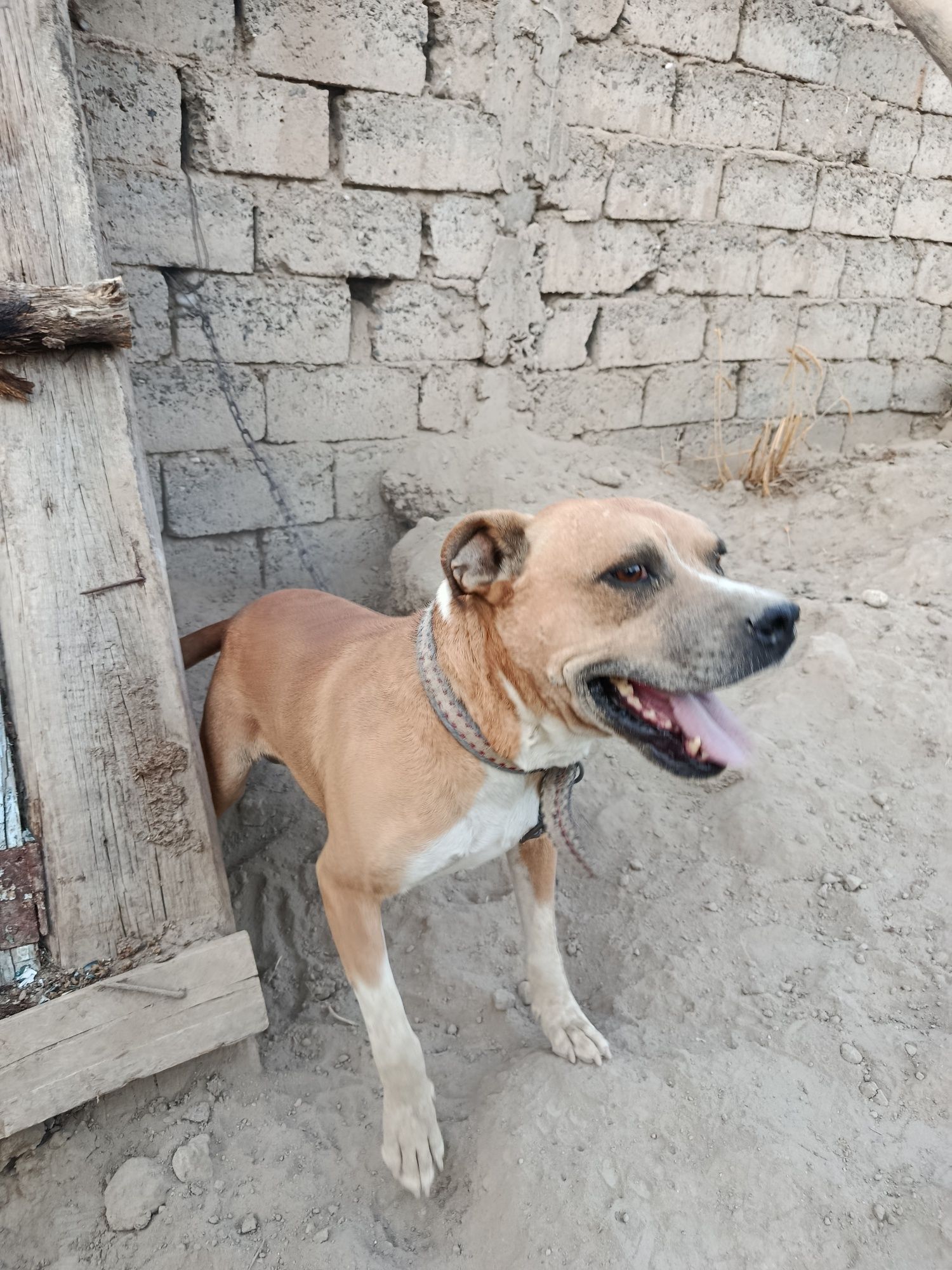 Zotdor kuchuk pitbul