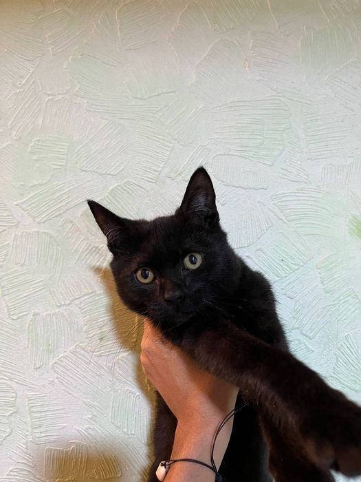 КОТЯТА! Отдам милых котят в добрые руки!