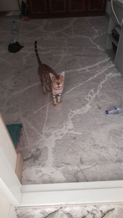 Бенгальская кошка (тимон) bengal muwugi