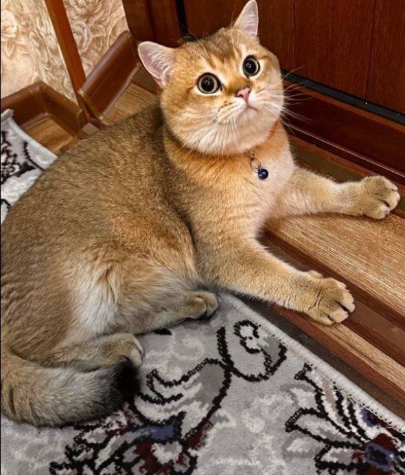 Породыстие котята