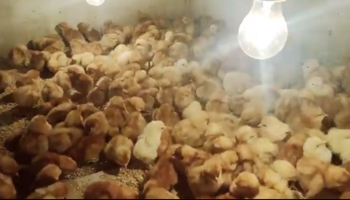 Пилета носачки Ломан Браун, Ломан Браун ЛСЛ и Иса Браун