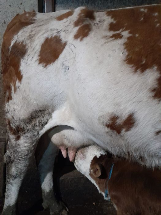 Vând două vaci cu viței