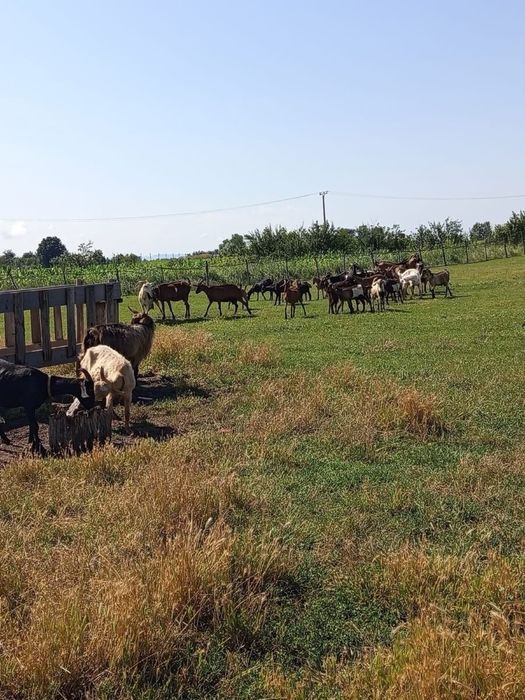 Dau la schimb 12 capre 8 iediti si un tap anglo original pe un tactor