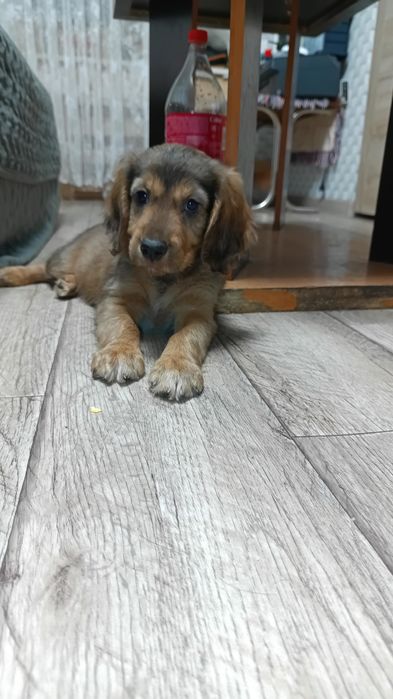 Английский Кокер спаниель