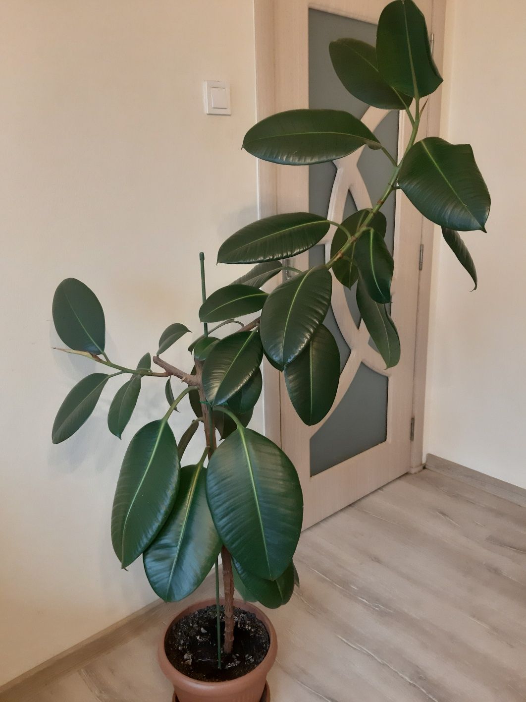 Floare Ficus 250 ron