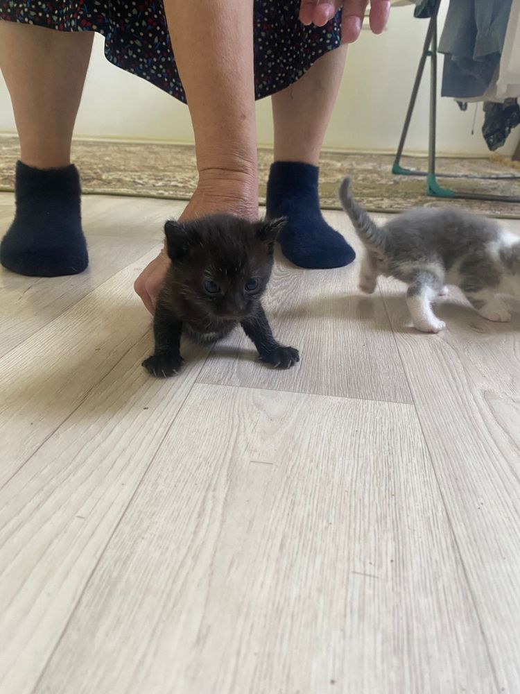 Любимые животные