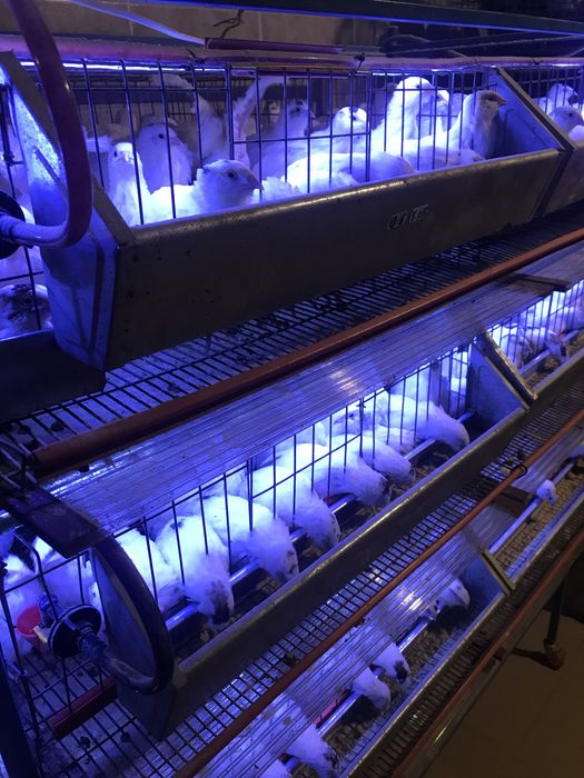 Prepelita polara gigant