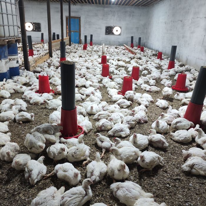 Бройлер кур тауық тушки или живым весом мясо птицы