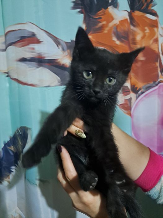 Отдам  кошечку 2 .5 мес.в добрые руки с отслеживанием