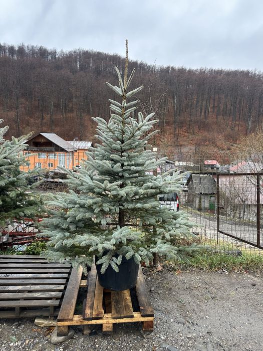 Brad la ghiveci verde