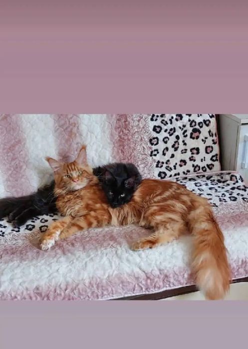 Продаю Котят Мейн-кун