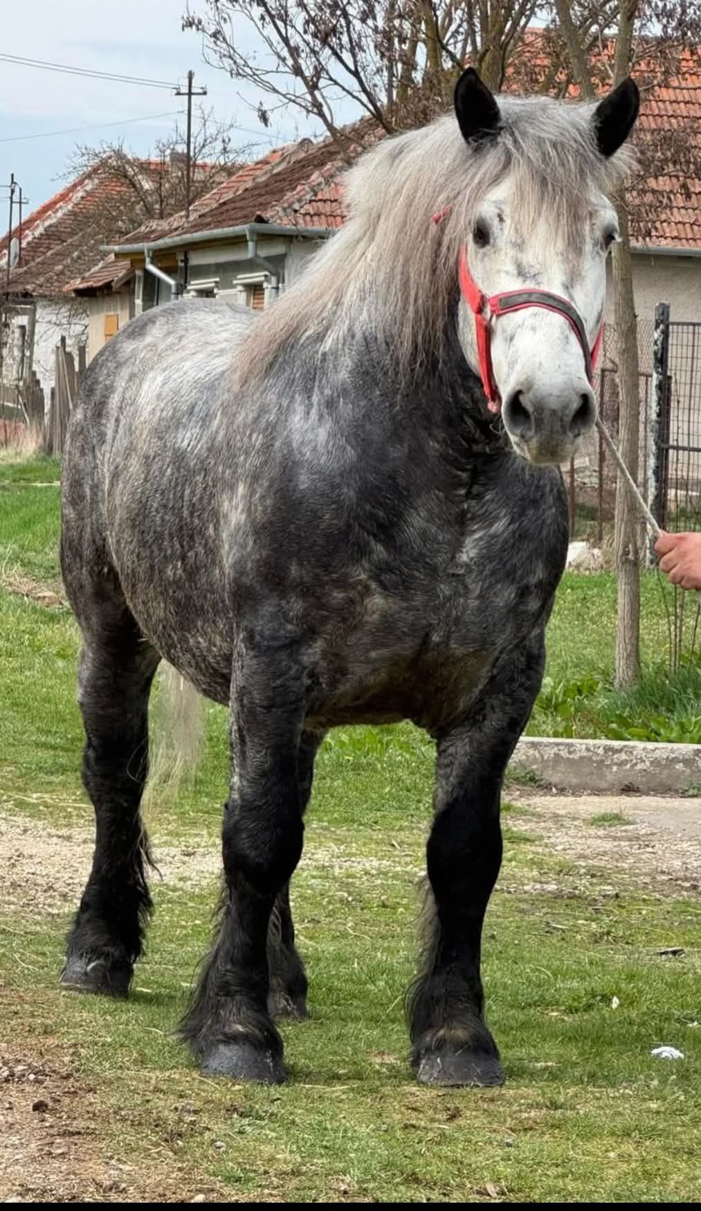 Armăsar de monta.