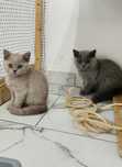 British shorthair