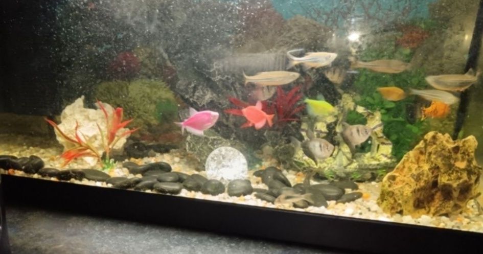 Acvariu cu pești