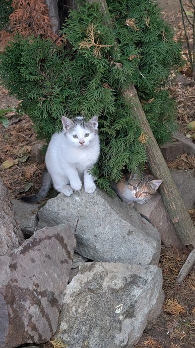 Donez pisici iubitorilor de animale