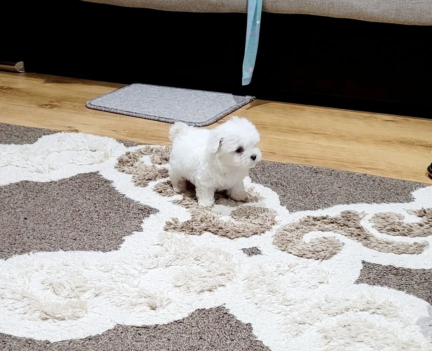 Bichon maltez toy