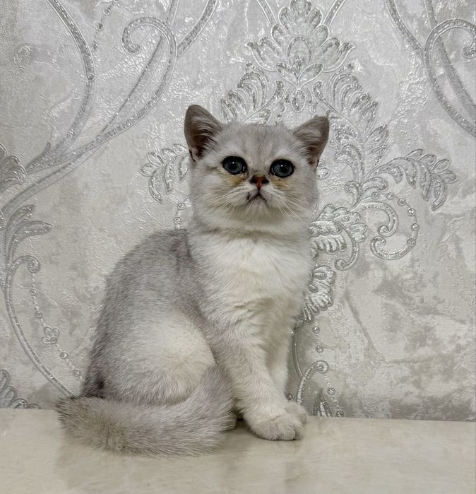 Серебристая шиншилла