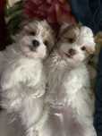 Catelusi bichon,
