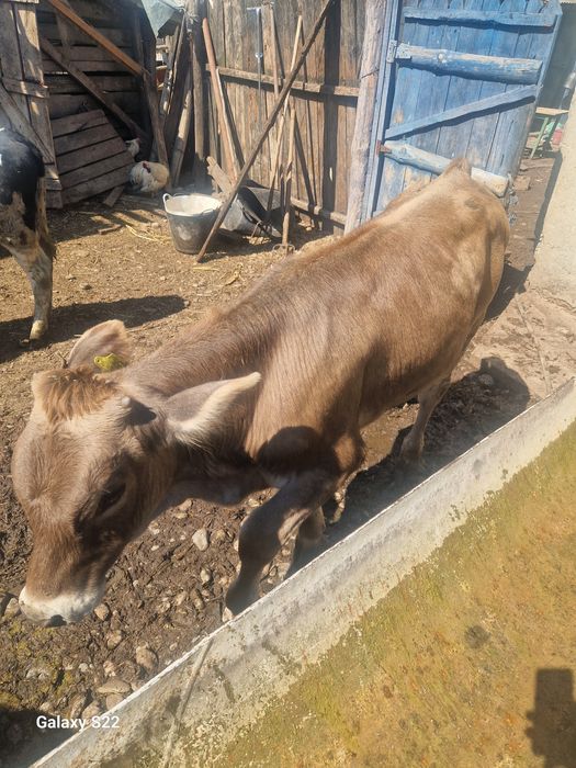 Vand doua viteluse si un taureci