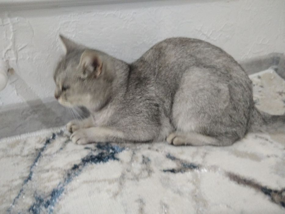 Mushuk narxi 350 ming rangi zor 9 oylik oʻğil bola (mujik)  oq rangi