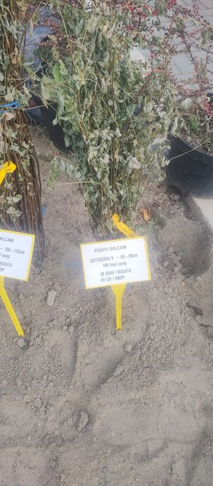 puieți de salcâm pentru împădurirea terenurilor degradate, agricole