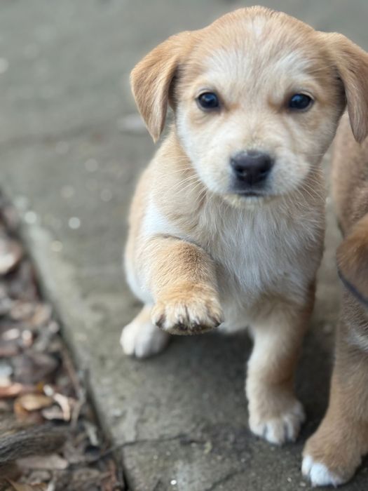 Щенки бесплатно в добрые руки
