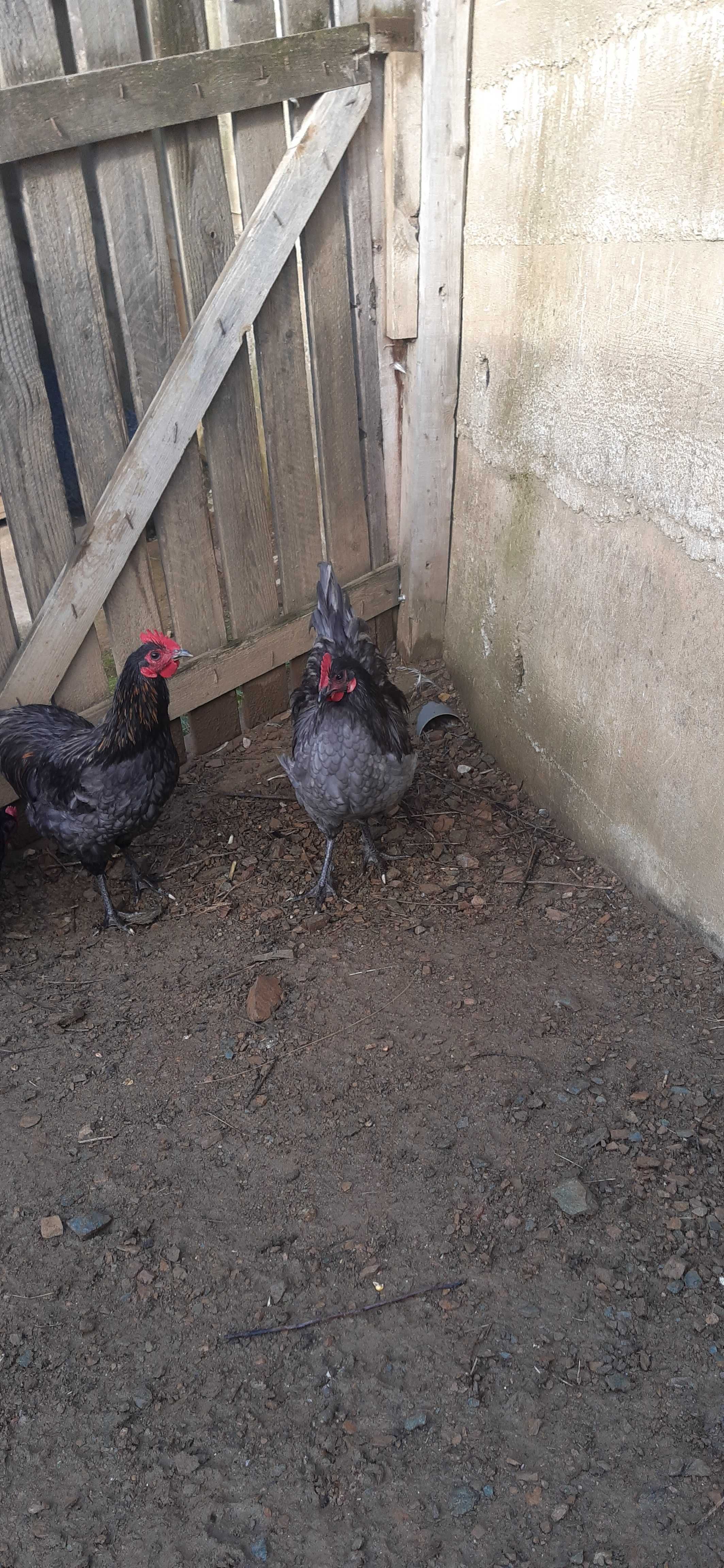 Cocosi australorp negrii si albastrii