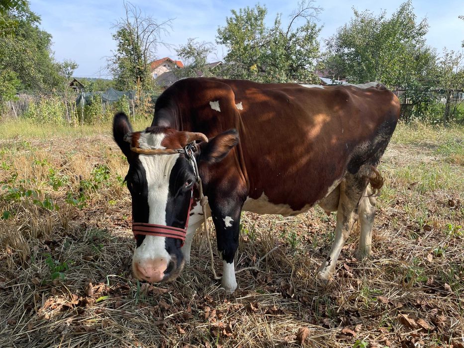 Vacă Holestein de 9 ani, 20 litrii de lapte zilnic, montata in 6 luni