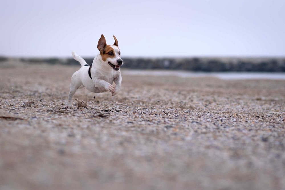 Кучешка Фотосесия