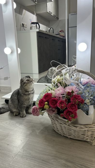 Шотланец вислоухии
