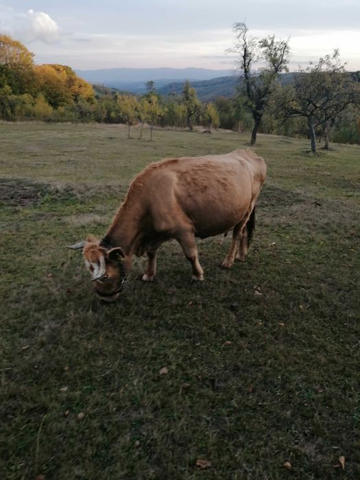 Vaca de vânzare bălțată românească