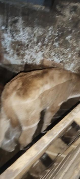 Vând 3 tăurași și o vită