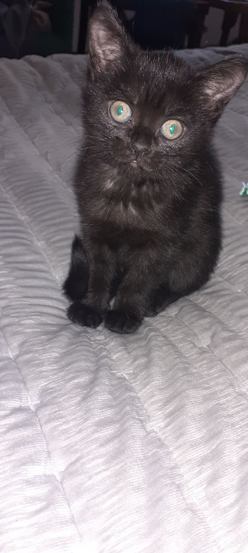 Котята бесплатно