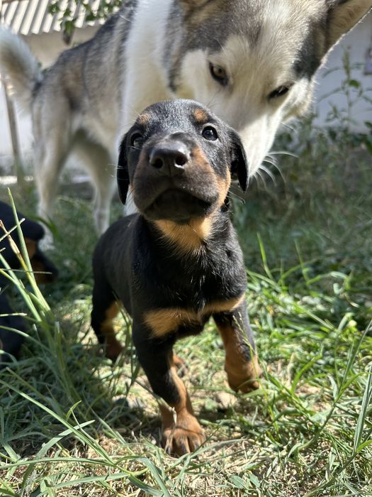 Продаются щенки добермана