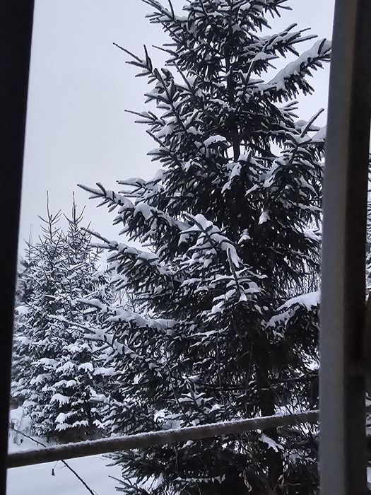 Ели зелёные новогодние.