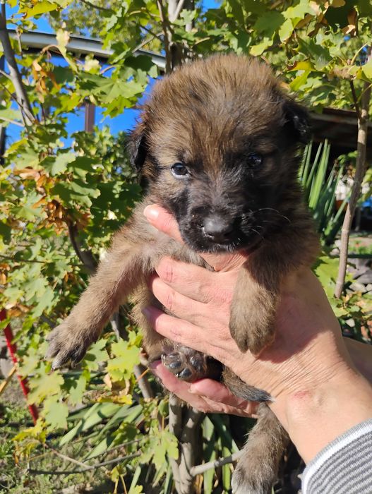 Малиноа Белгийска овчарка