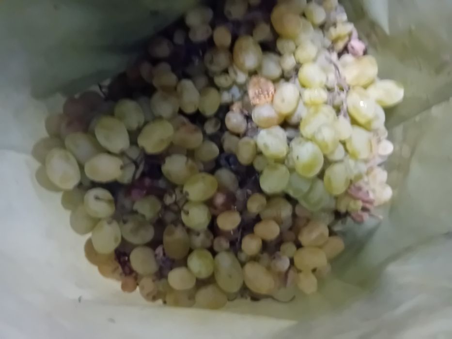 Vând struguri de vin