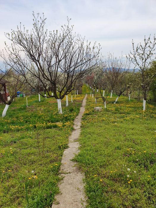 Teren intravilan Oradea str Fagetului 17