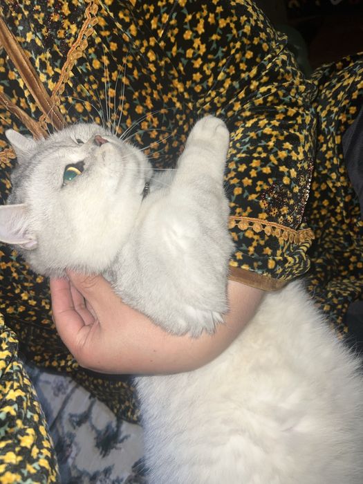 Вяска vyaska arzon narxda