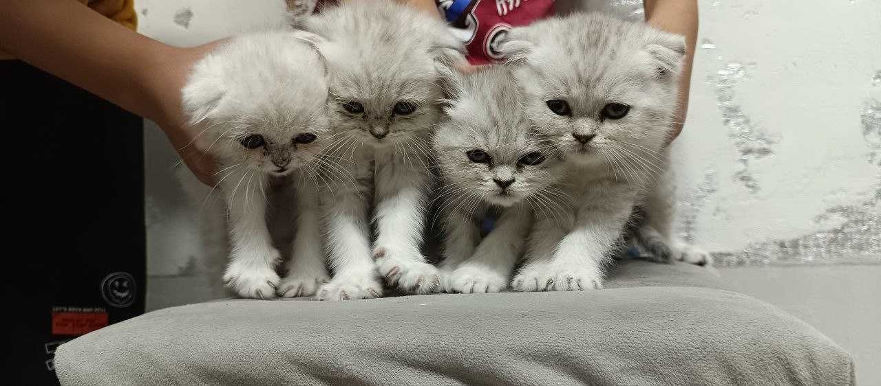Kotyata Skotishfold Skotish strite. Котята Скотиш фолд Скотиш страйт.