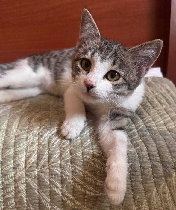 Котенок девочка 3 месяца. В добрые руки бесплатно