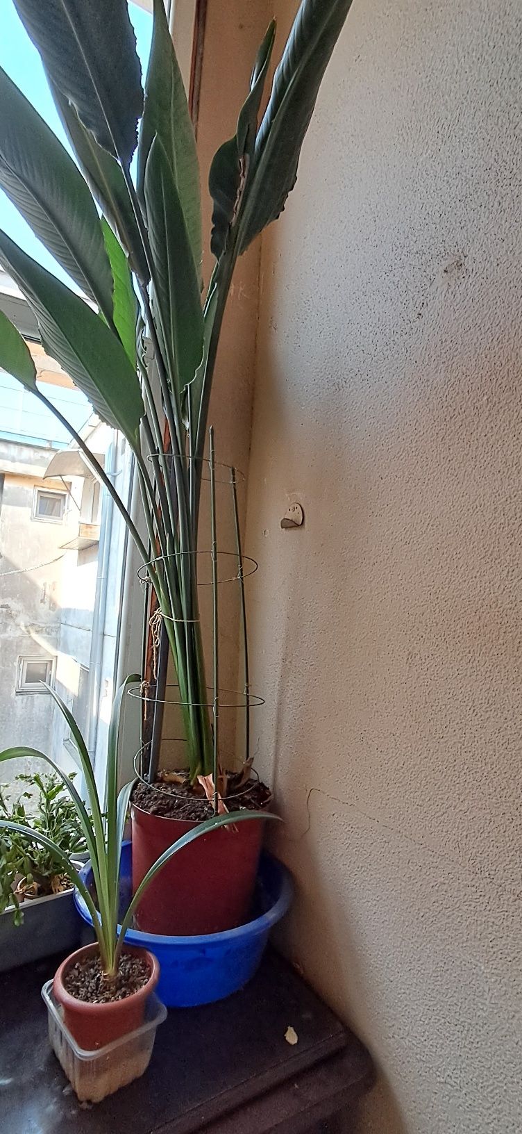 Strelitzia Reginae,(Pasarea Paradisului)