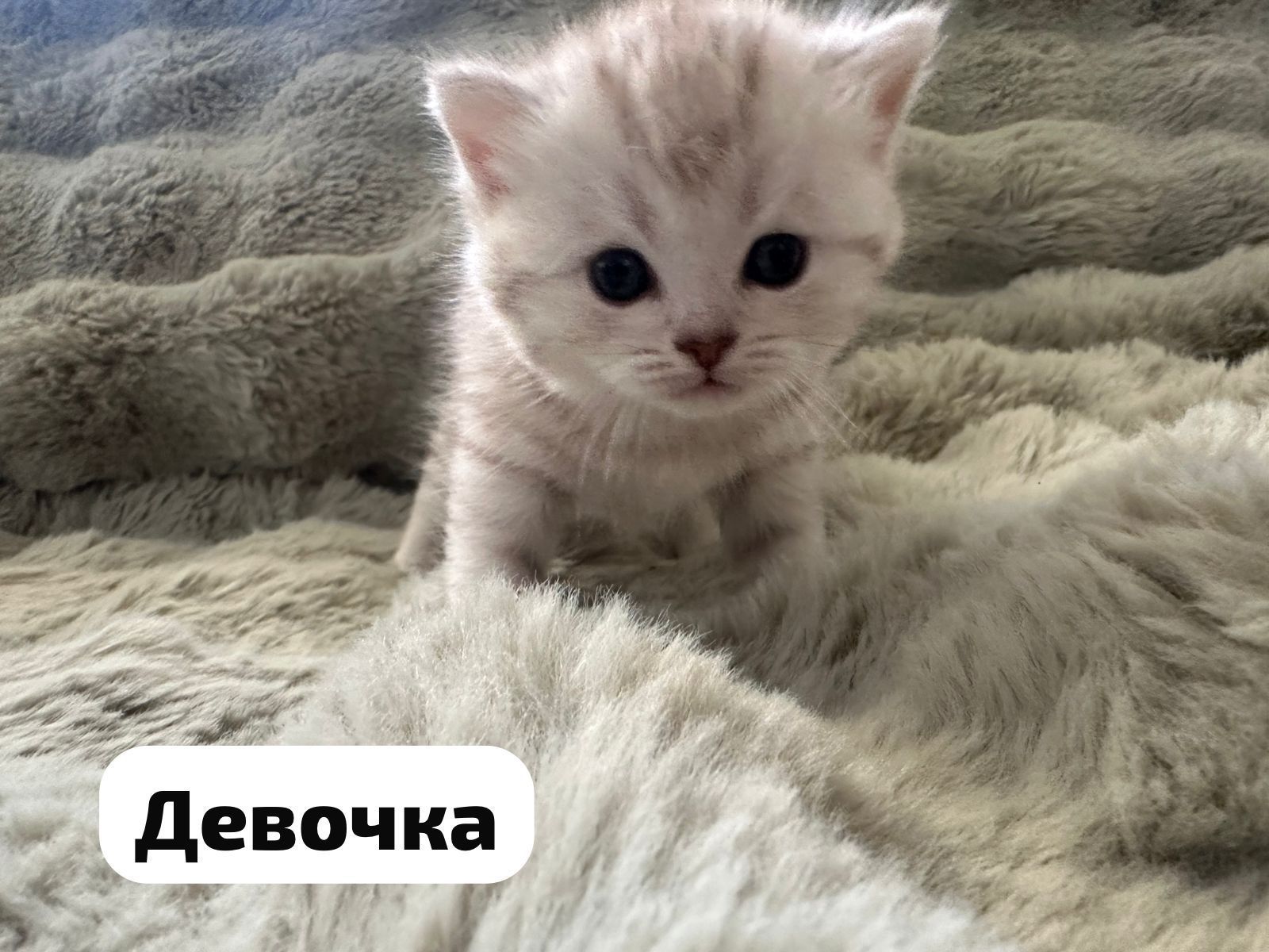 Вислоухий кот вязка