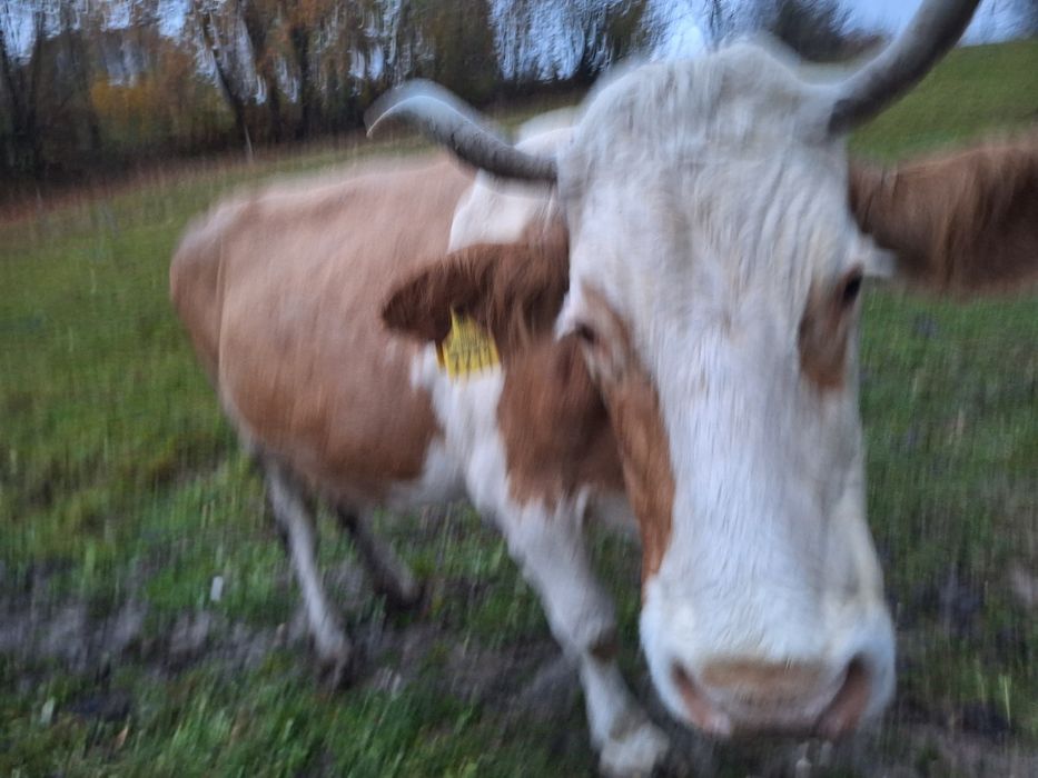 Vacă cu lapte  de vânzare